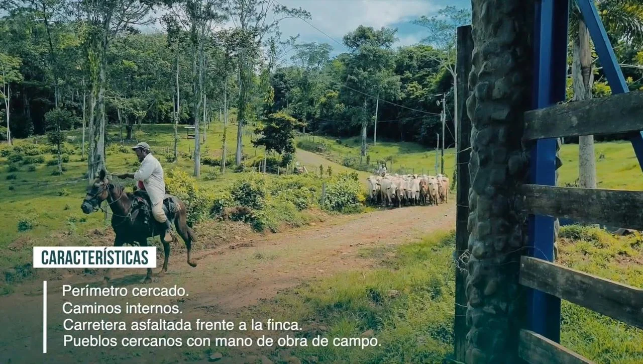 Miniatura 13